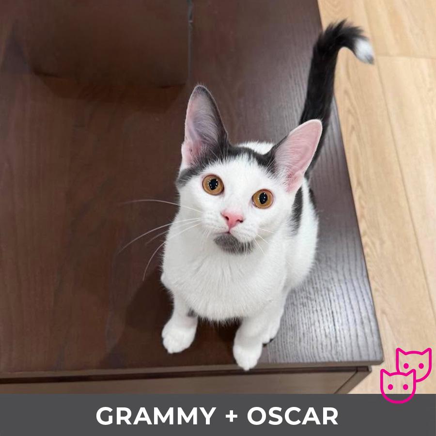 Grammy (bonded with Oscar), Adoptable, Kitten Female Domestic Short Hair.