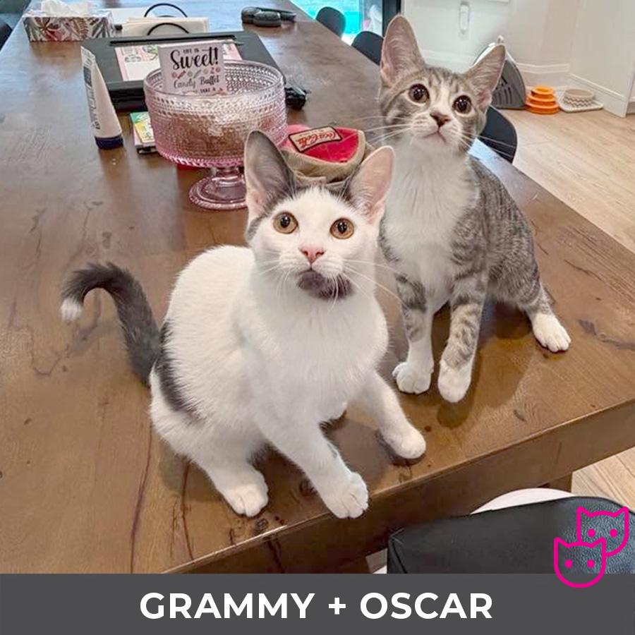 Grammy (bonded with Oscar), a Adoptable Domestic Short Hair in Etobicoke, ON image 4/5