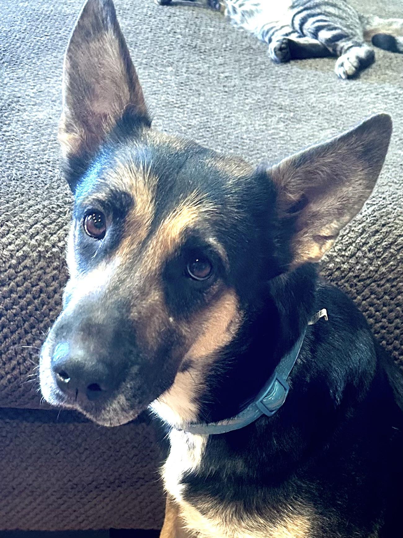 Enlarge Mama, a Adoptable mixed breed in Pacific Palisades, CA image 1/4