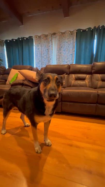 Enlarge Mama, a Adoptable mixed breed in Pacific Palisades, CA video 4/4