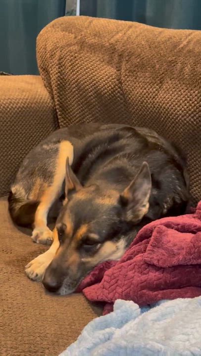 Enlarge Mama, a Adoptable mixed breed in Pacific Palisades, CA video 3/4