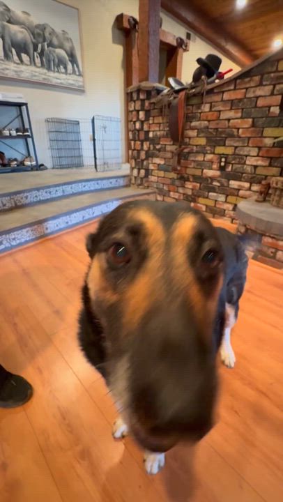 Enlarge Mama, a Adoptable mixed breed in Pacific Palisades, CA video 2/4