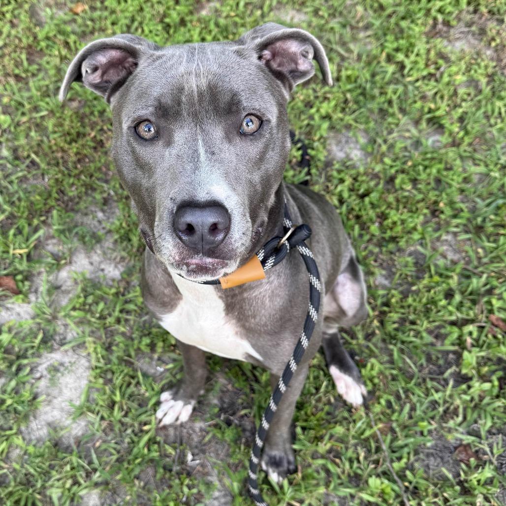 Enlarge Chase, a Adoptable mixed breed in Ridgely, MD image 3/5