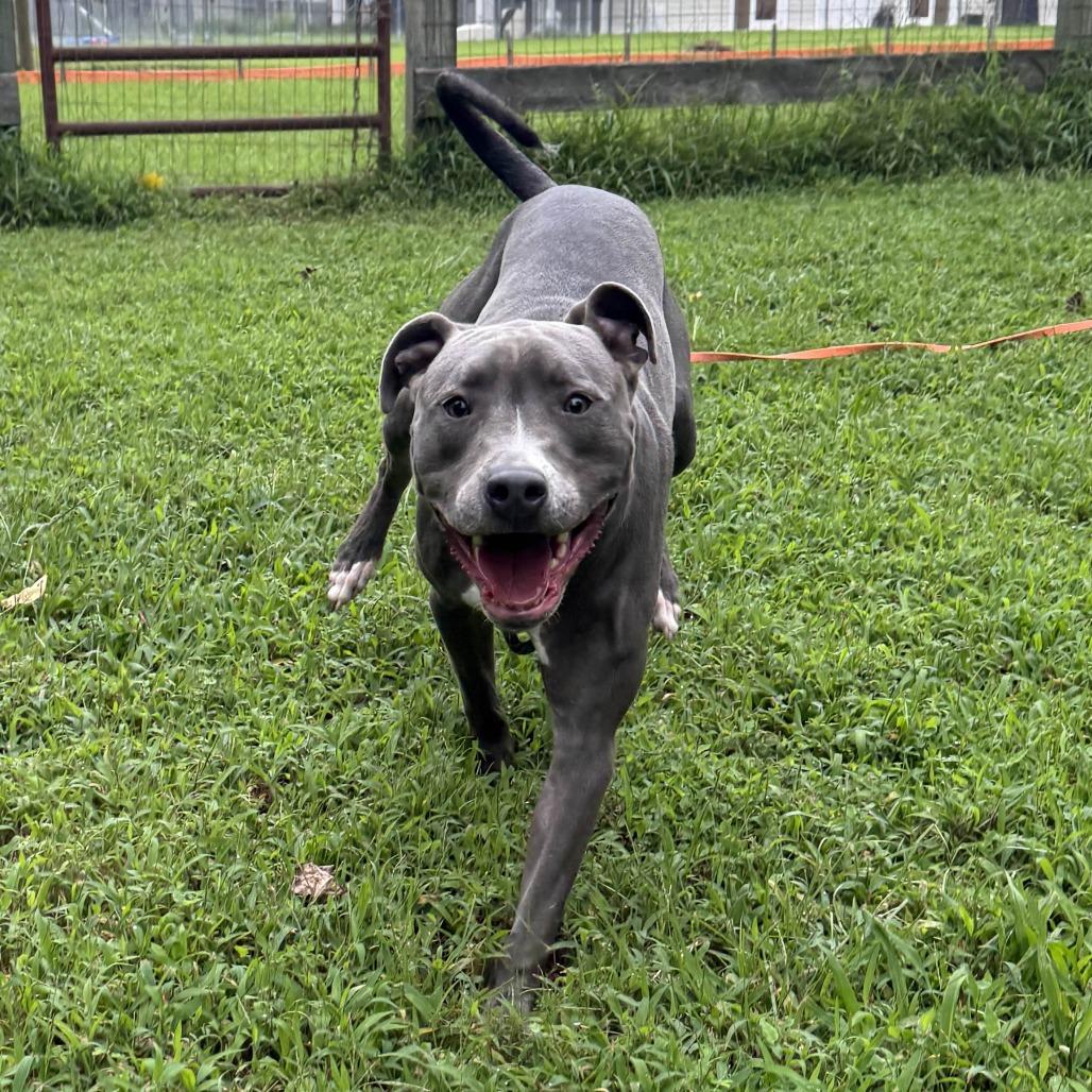 Enlarge Chase, a Adoptable mixed breed in Ridgely, MD image 4/5