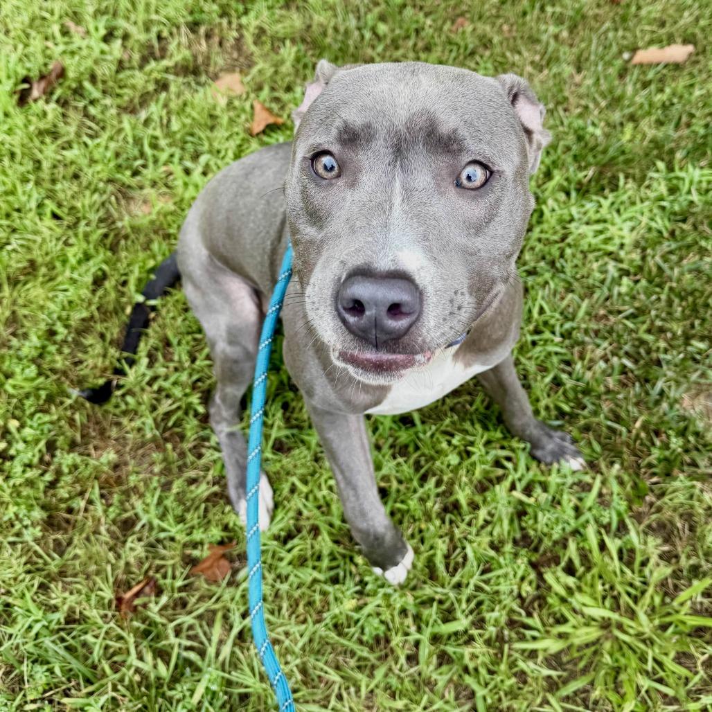 Enlarge Chase, a Adoptable mixed breed in Ridgely, MD image 5/5