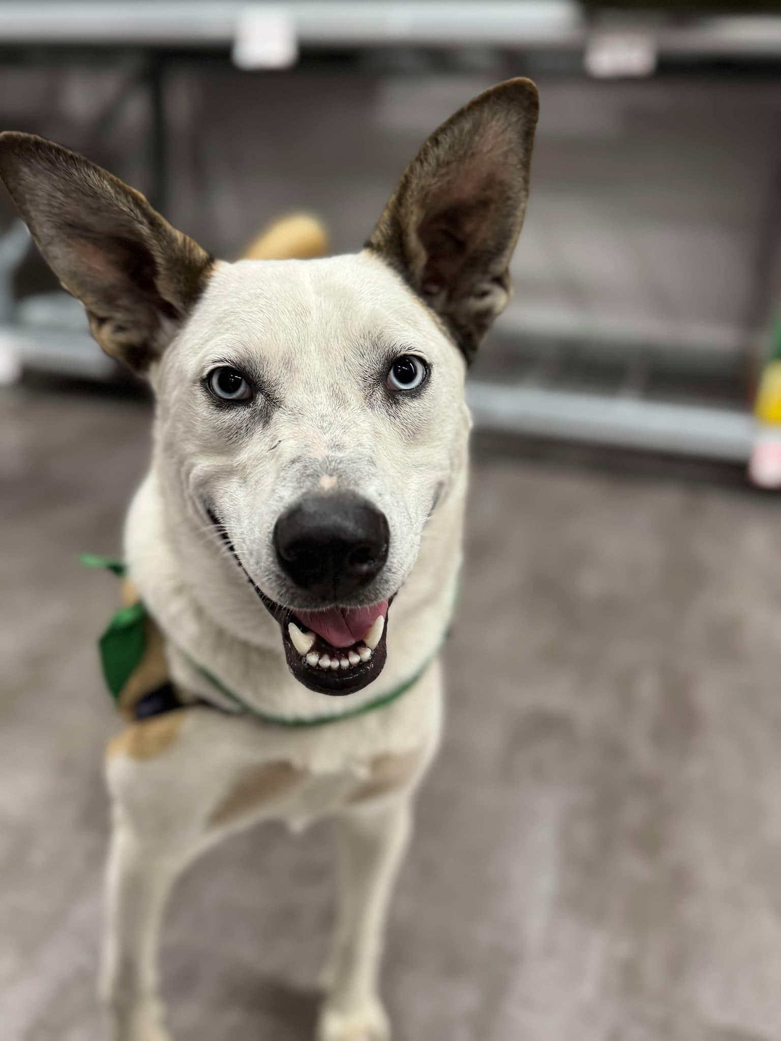 Little Foot, Adoptable, Young Male Terrier & Husky.
