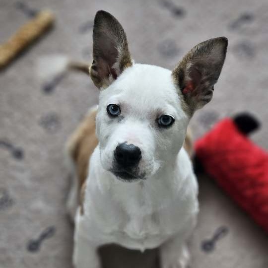 Enlarge Little Foot, a Adoptable mixed breed in Minneapolis , MN image 3/3