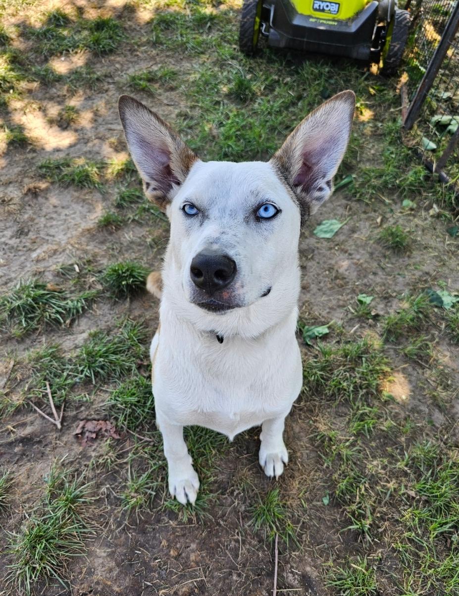 Enlarge Little Foot, a Adoptable mixed breed in Minneapolis , MN image 2/3