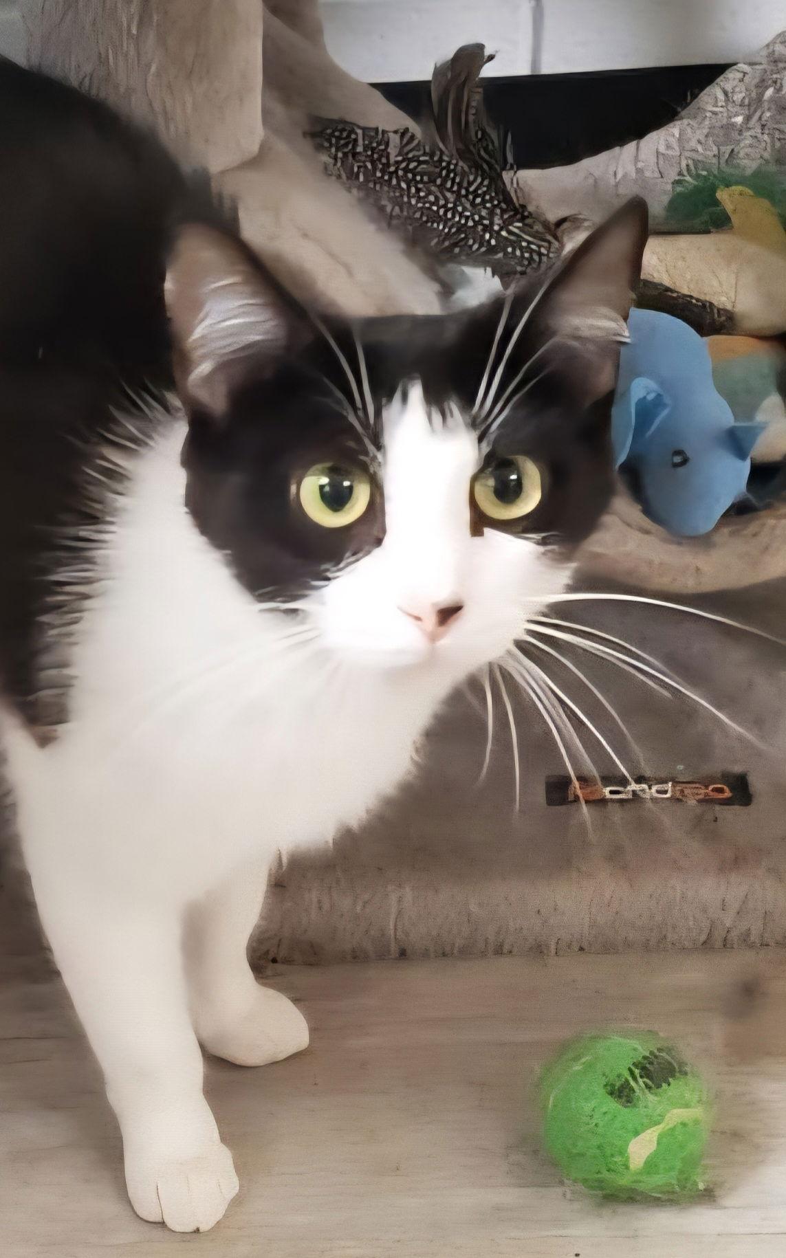 Enlarge Josie, a Adoptable Domestic Short Hair in Greenfield, IN image 1/3