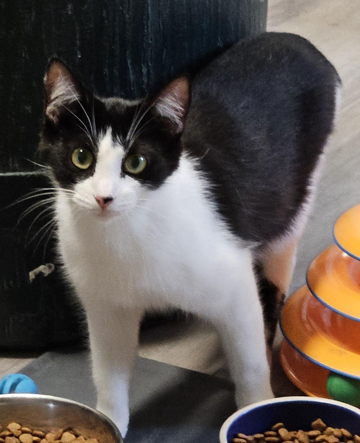 Enlarge Josie, a Adoptable Domestic Short Hair in Greenfield, IN image 2/3