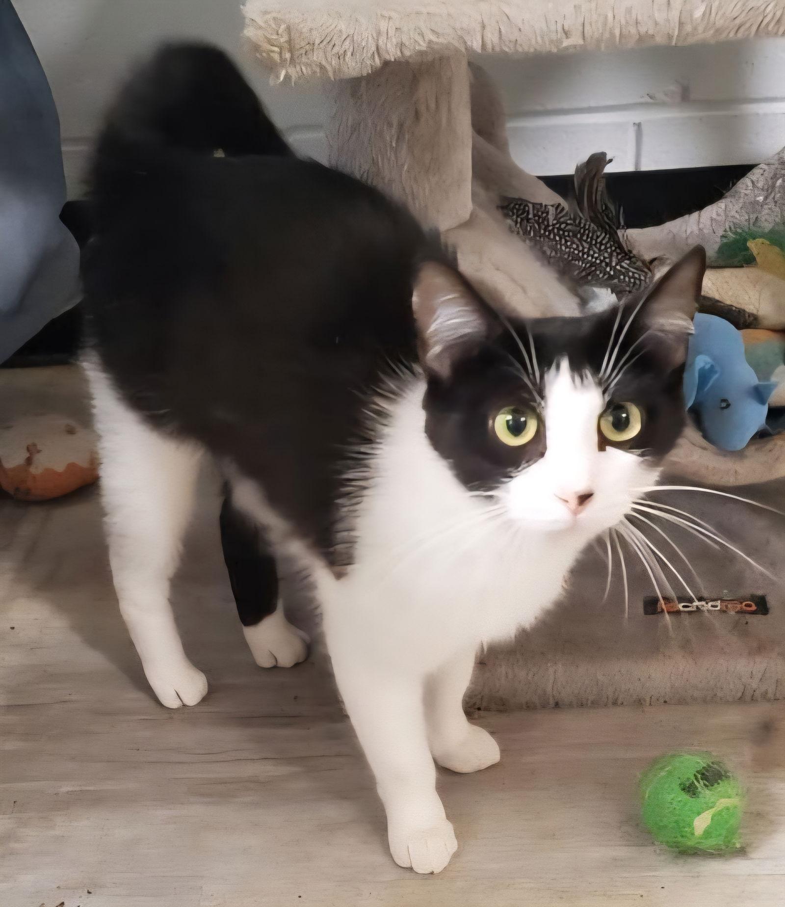 Enlarge Josie, a Adoptable Domestic Short Hair in Greenfield, IN image 3/3