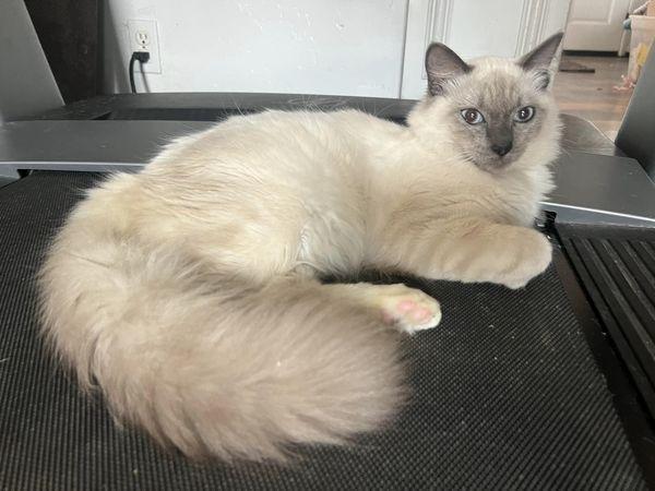 Zero, Adoptable, Young Male Domestic Long Hair & Siamese.