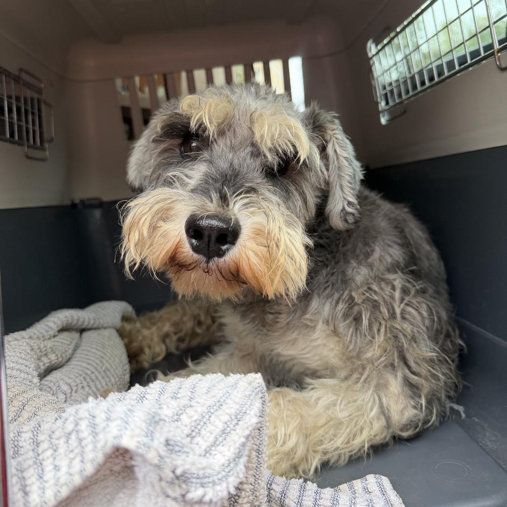 Viktor, Adoptable, Adult Male Miniature Schnauzer.