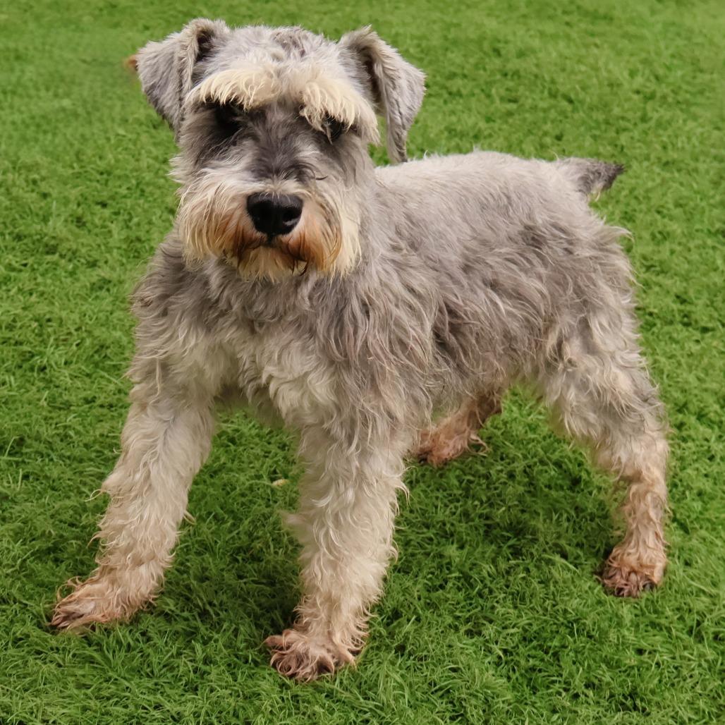 Enlarge Viktor, a Adoptable Miniature Schnauzer in Northbrook, IL image 2/2