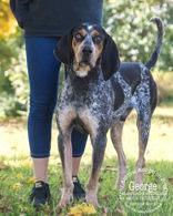 George, Adoptable, Adult Male Bluetick Coonhound.