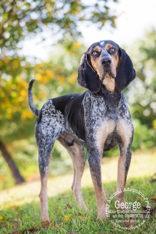 Enlarge George, a Adoptable Bluetick Coonhound in Newport, KY image 2/3