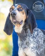 Enlarge George, a Adoptable Bluetick Coonhound in Newport, KY image 3/3
