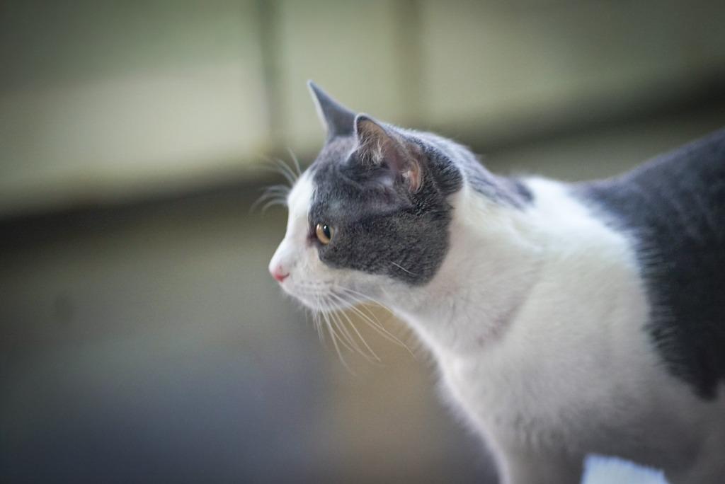 Smudge, Adoptable, Young Male Domestic Short Hair.