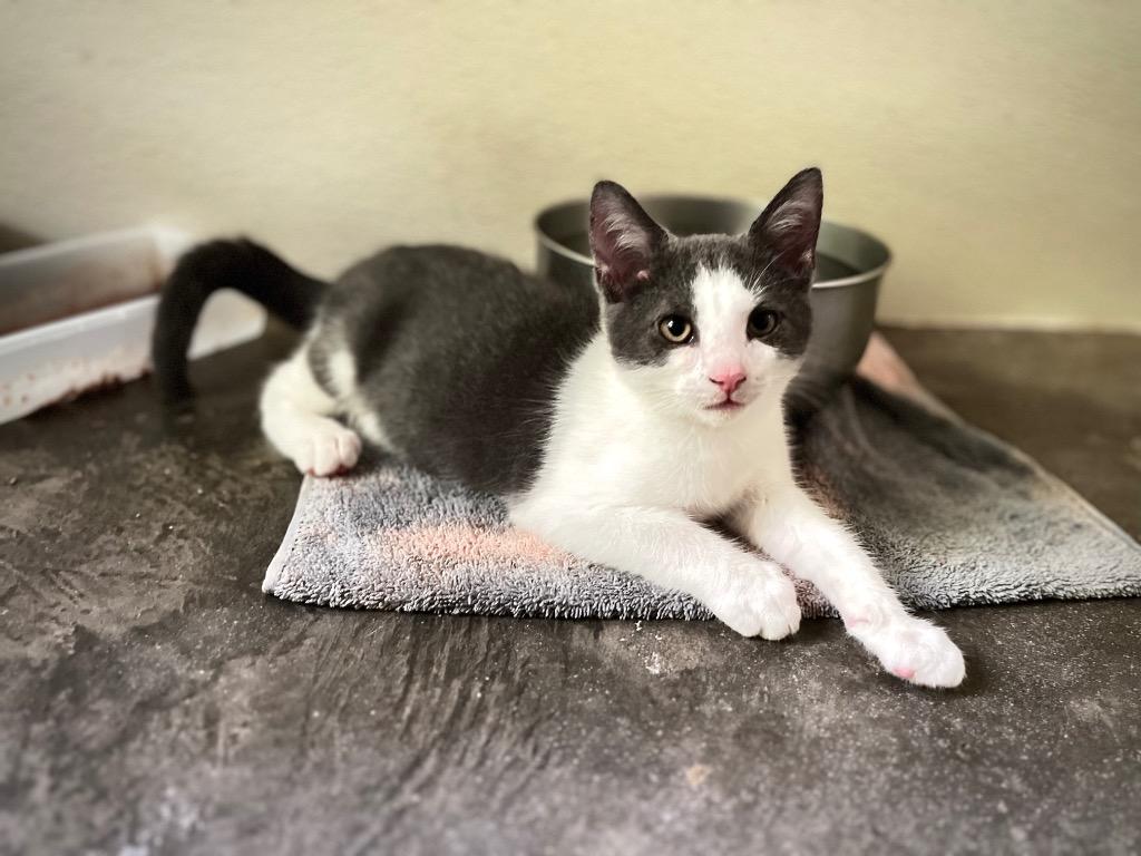 Enlarge Smudge, a Adoptable mixed breed in Pittsboro, NC image 2/3