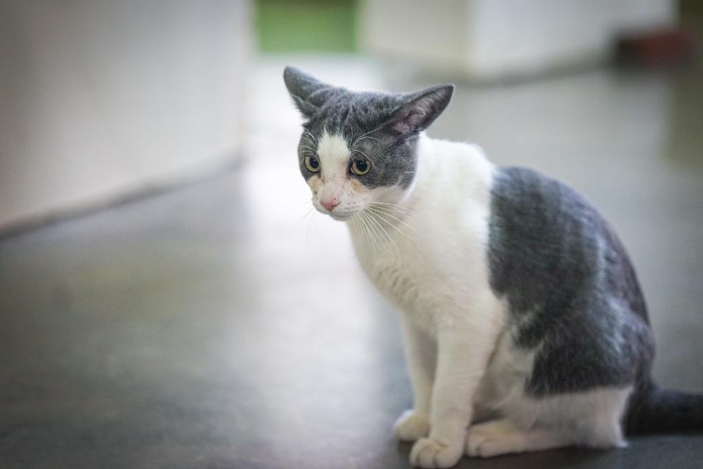 Enlarge Smudge, a Adoptable mixed breed in Pittsboro, NC image 3/3