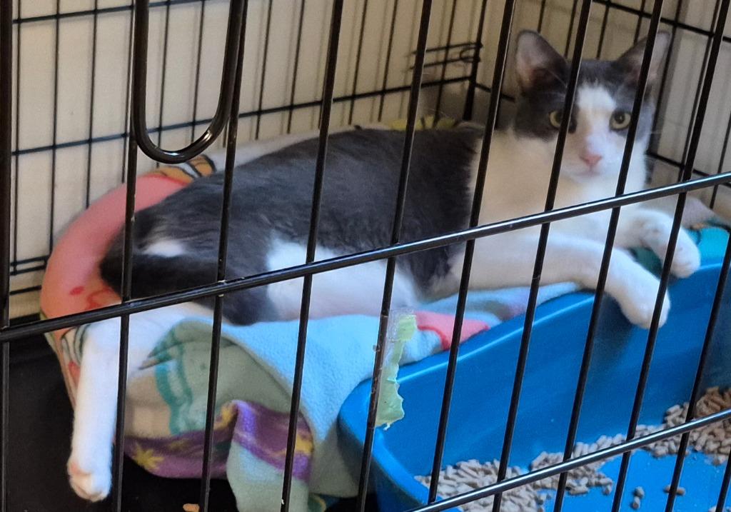 Enlarge Smudge, a Adoptable mixed breed in Pittsboro, NC image 3/3