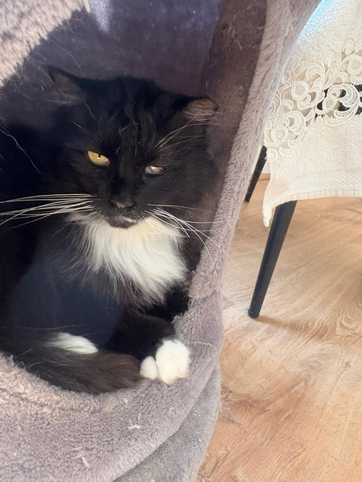 Enlarge Kee Kee, an adopted Domestic Long Hair in Wells, ME image 1/1
