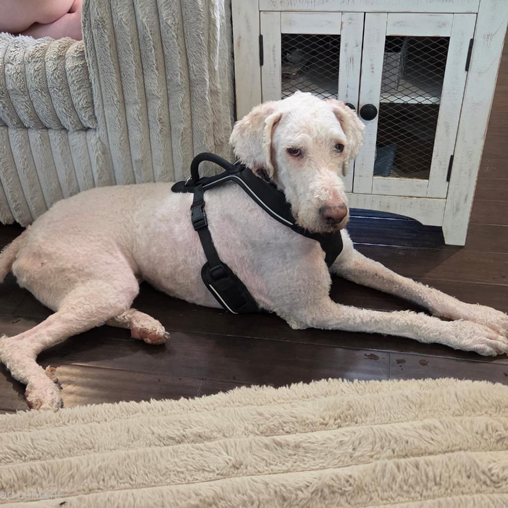 Yeti, a Adoptable mixed breed in Bessemer, AL image 2/6