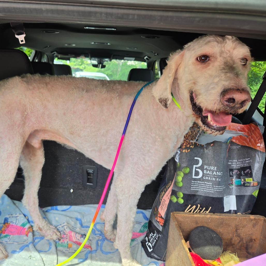 Yeti, a Adoptable mixed breed in Bessemer, AL image 3/6
