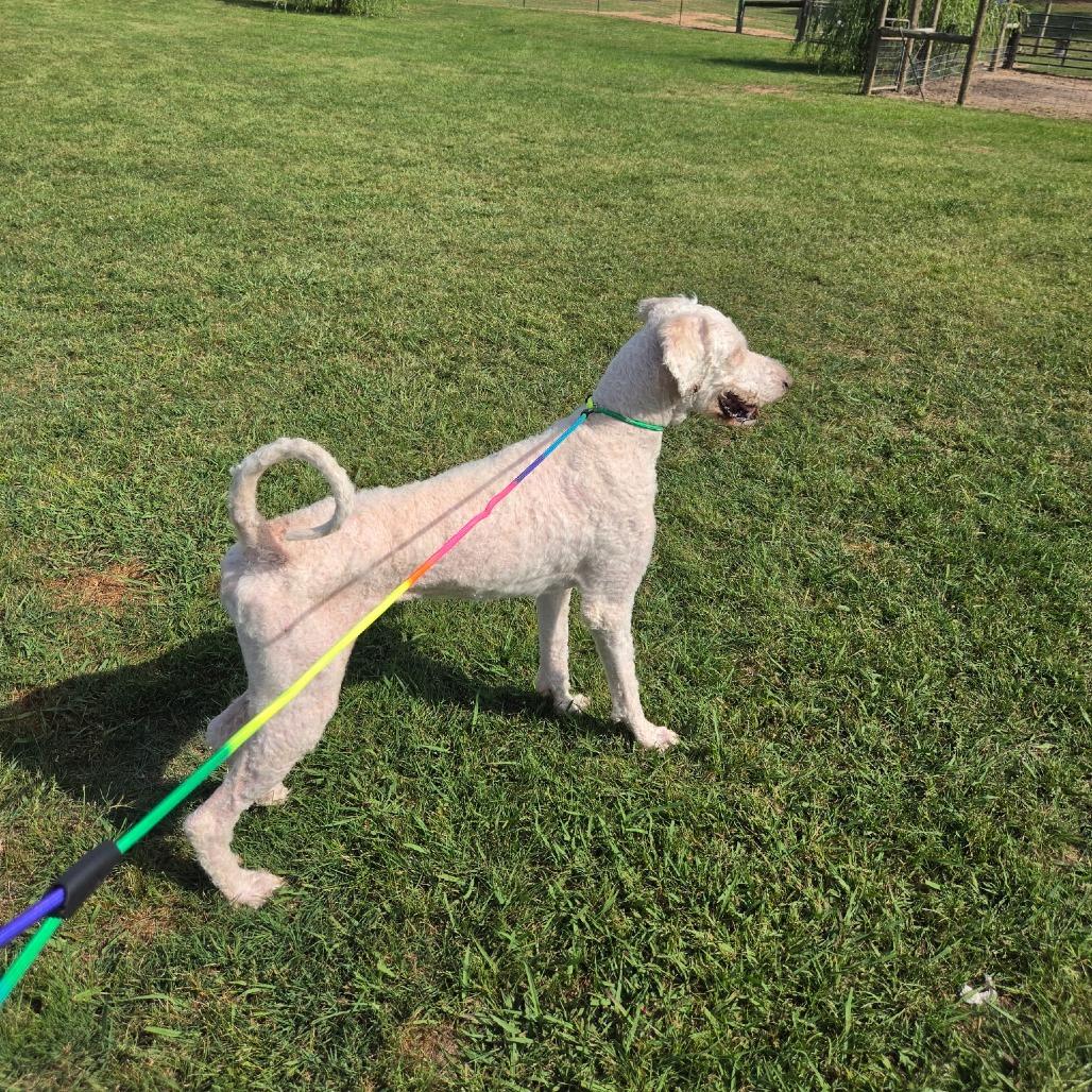 Yeti, a Adoptable mixed breed in Bessemer, AL image 4/6