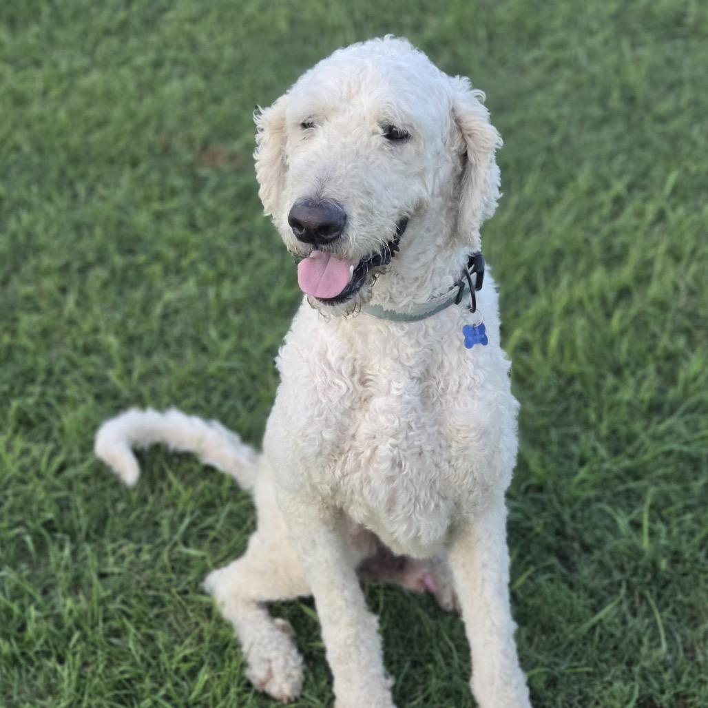 Yeti, a Adoptable mixed breed in Bessemer, AL image 6/6