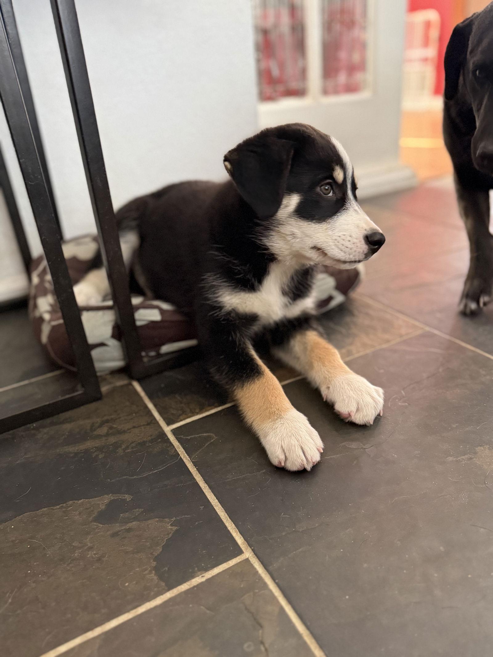 Robin, Adoptable, Young Female Husky & Collie.
