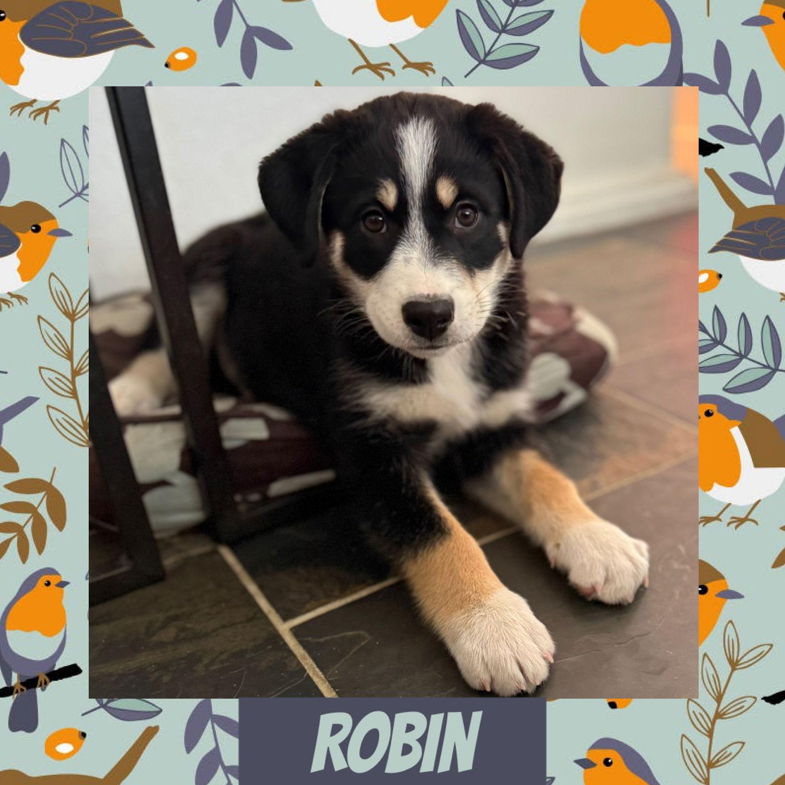 Robin, a Adoptable mixed breed in Littleton, CO image 2/3