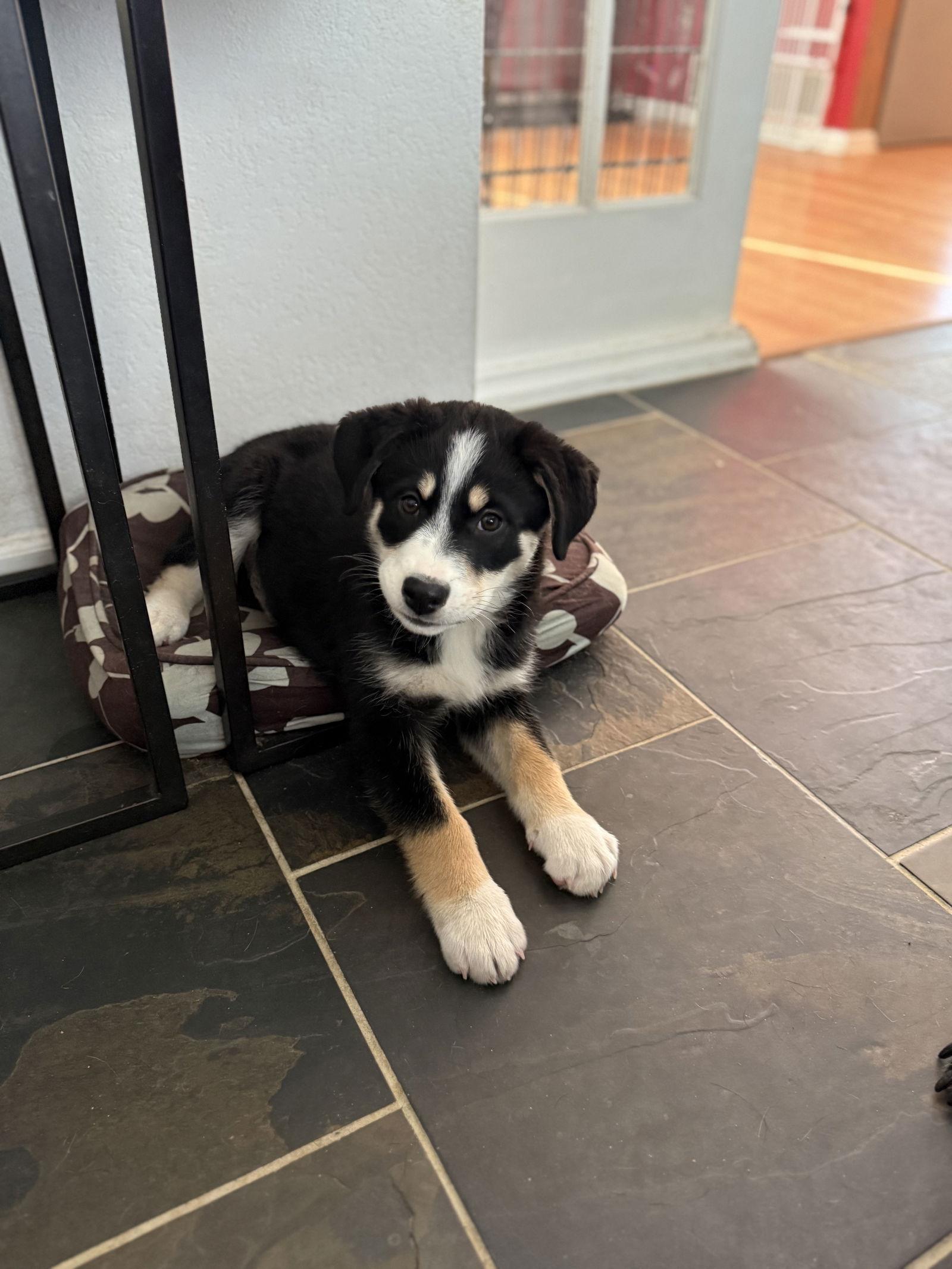 Robin, a Adoptable mixed breed in Littleton, CO image 3/3