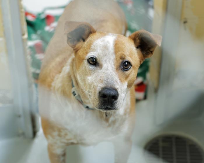 SRIRACHA, Adoptable, Adult Male Australian Cattle Dog / Blue Heeler & Mixed Breed.
