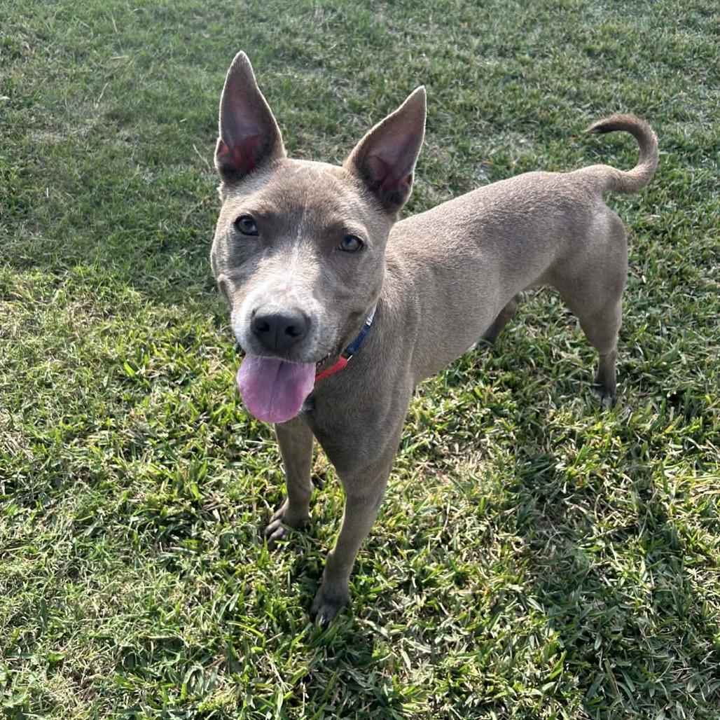 Enlarge Diver, a Adoptable Pit Bull Terrier in Dickinson, TX image 1/6