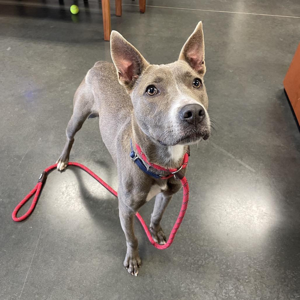 Diver, Adoptable, Young Female Pit Bull Terrier.