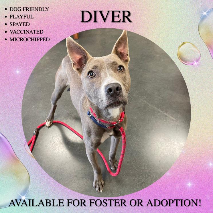 Enlarge Diver, a Adoptable Pit Bull Terrier in Dickinson, TX image 3/6
