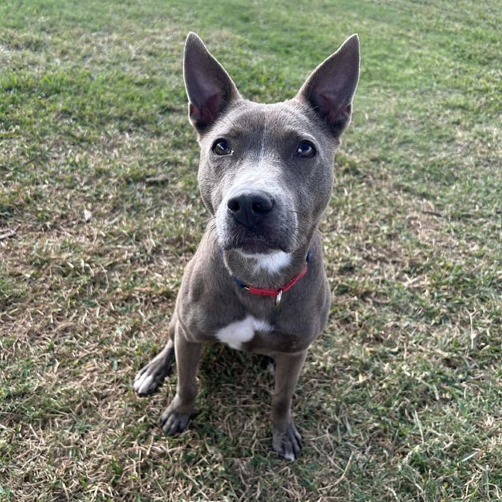 Enlarge Diver, a Adoptable Pit Bull Terrier in Dickinson, TX image 4/6