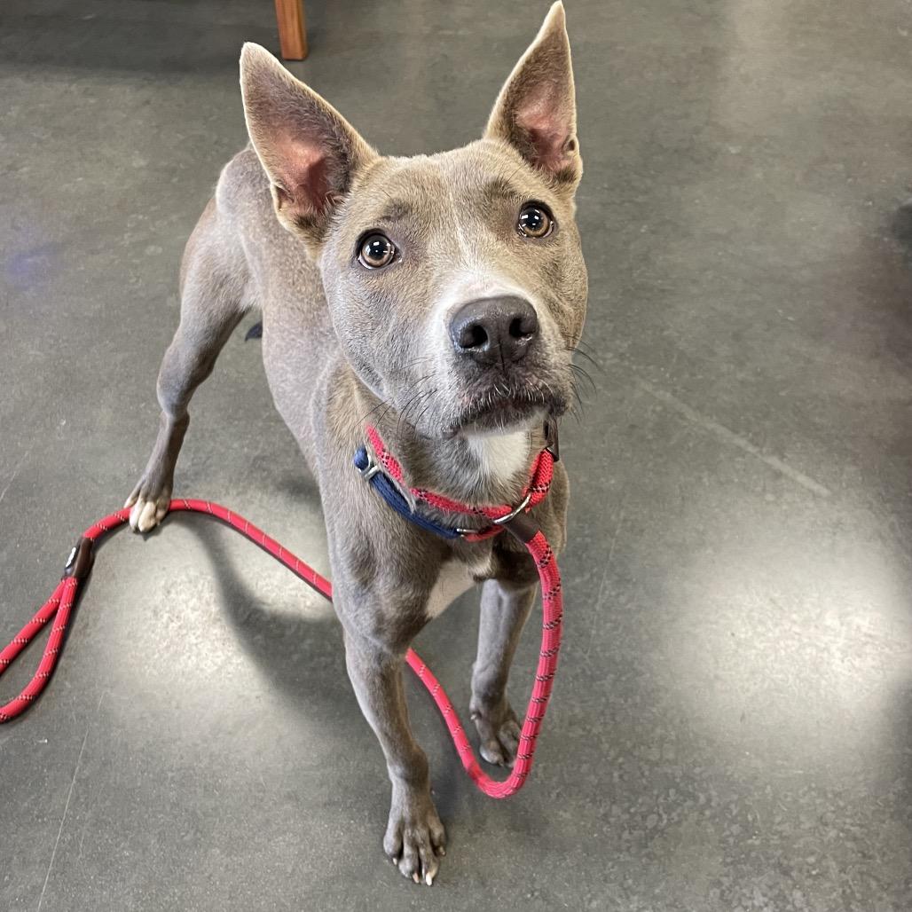 Enlarge Diver, a Adoptable Pit Bull Terrier in Dickinson, TX image 3/3