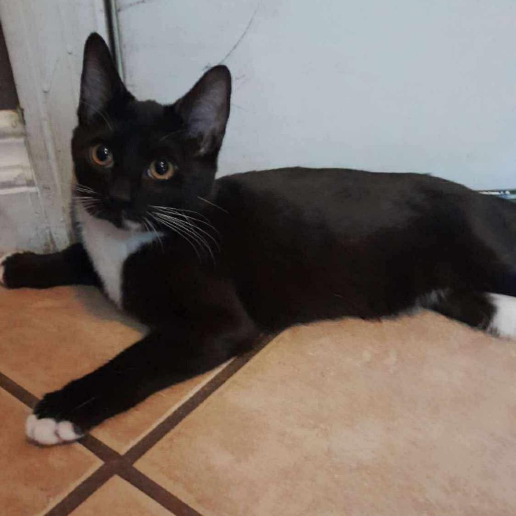 Enlarge Nezuko Summer Cat F NV, a Adoptable Domestic Short Hair in Las Vegas, NV image 1/3