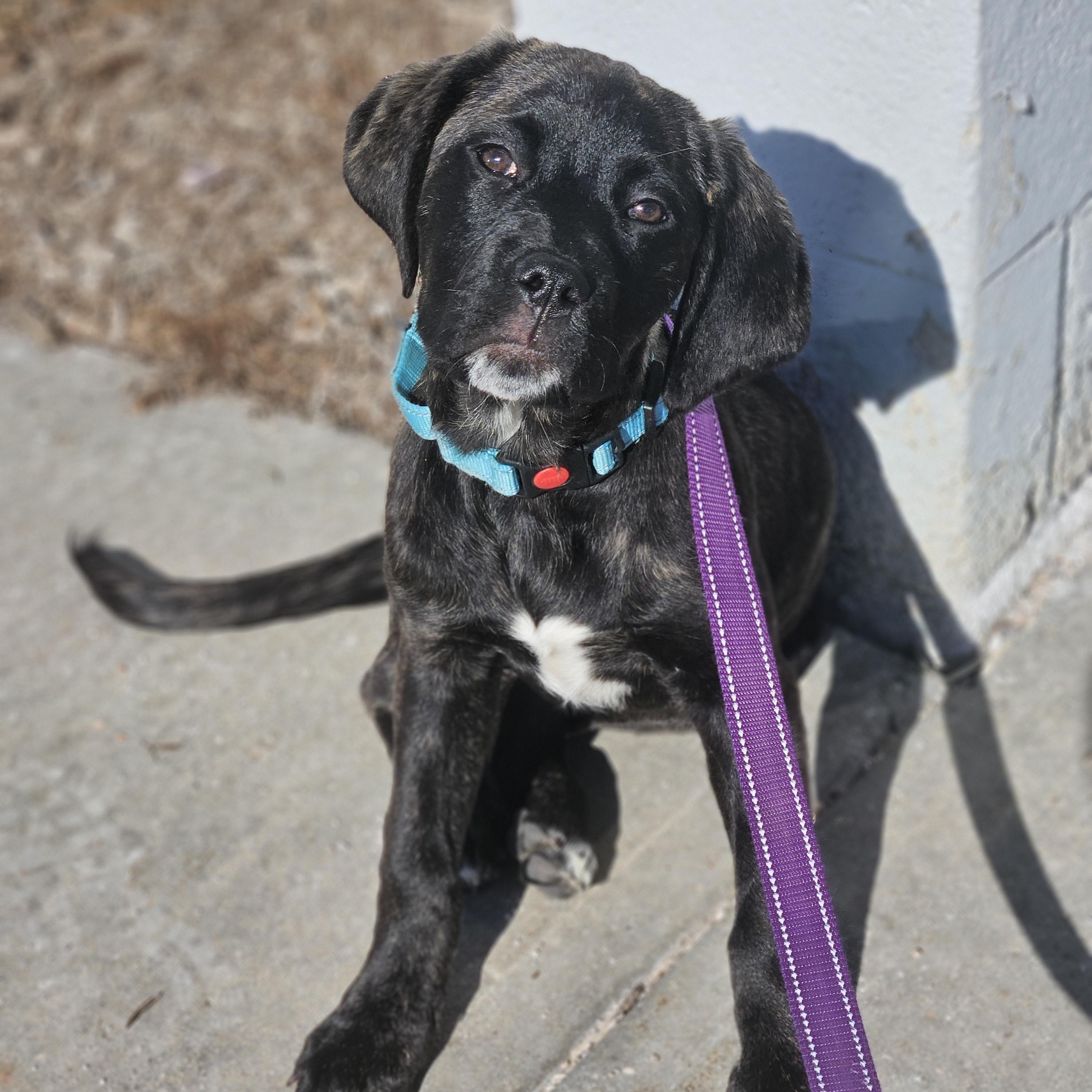 Enlarge SUNDAE   $425, a ADOPTABLE mixed breed in Milwaukee, WI image 6/6