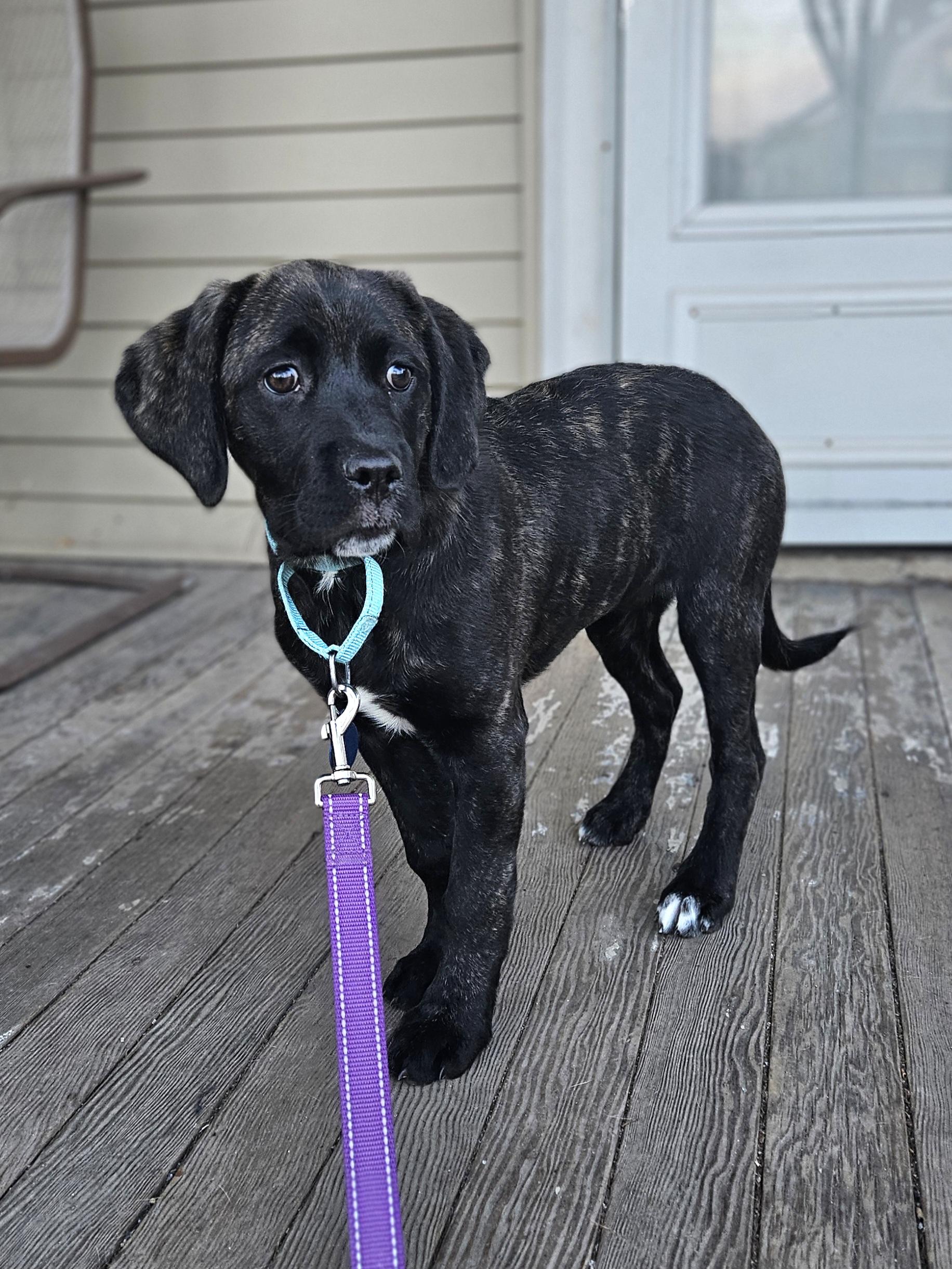 Enlarge SUNDAE   $425, a ADOPTABLE mixed breed in Milwaukee, WI image 5/6