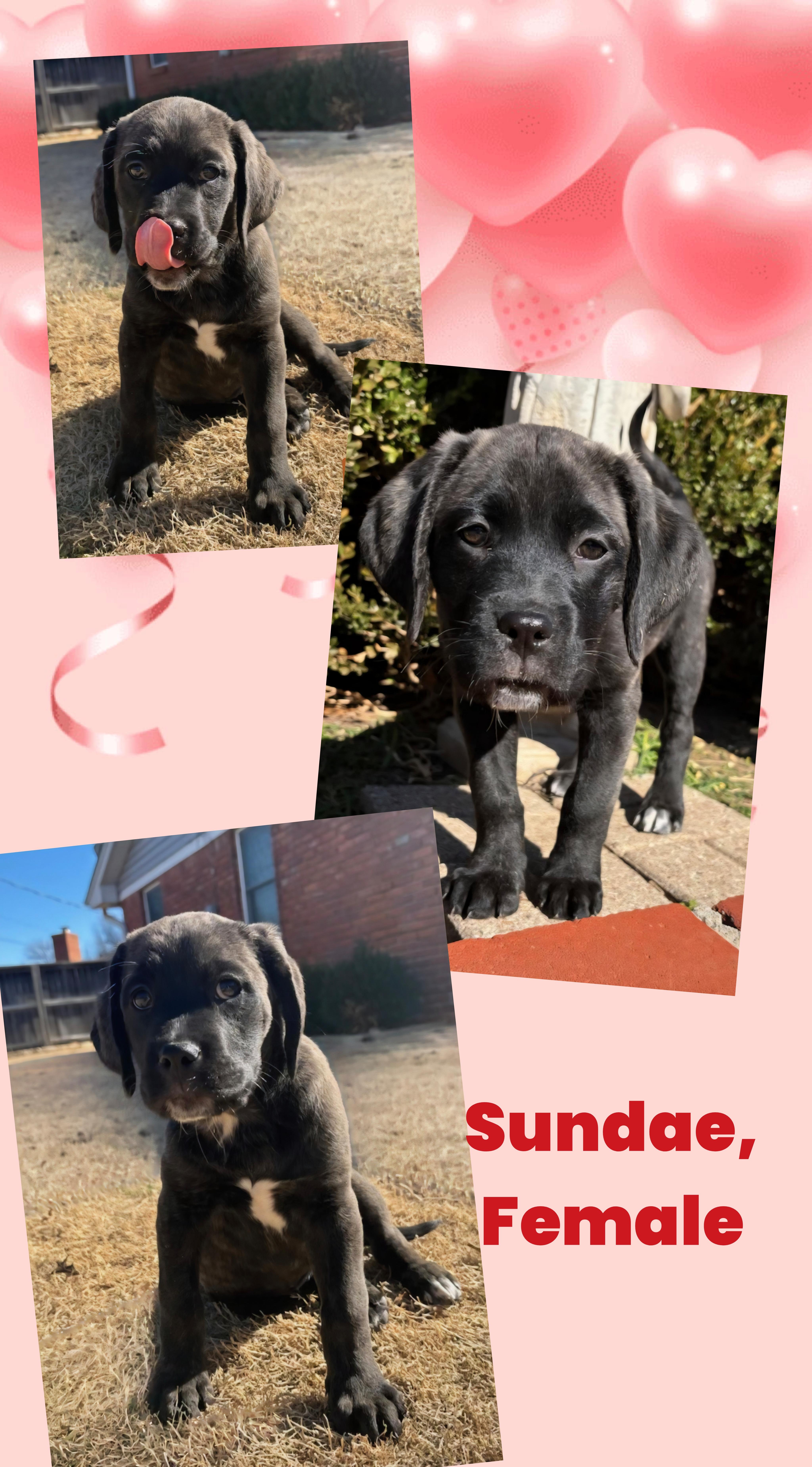 Enlarge SUNDAE   $425, a ADOPTABLE mixed breed in Milwaukee, WI image 3/6