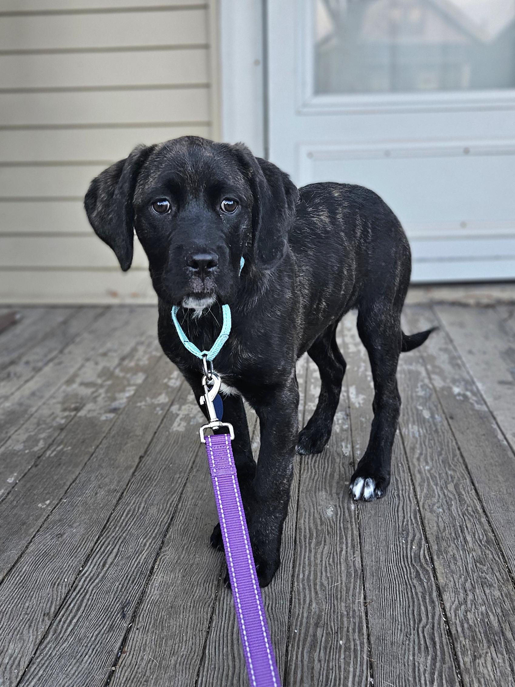 Enlarge SUNDAE   $425, a ADOPTABLE mixed breed in Milwaukee, WI image 1/6