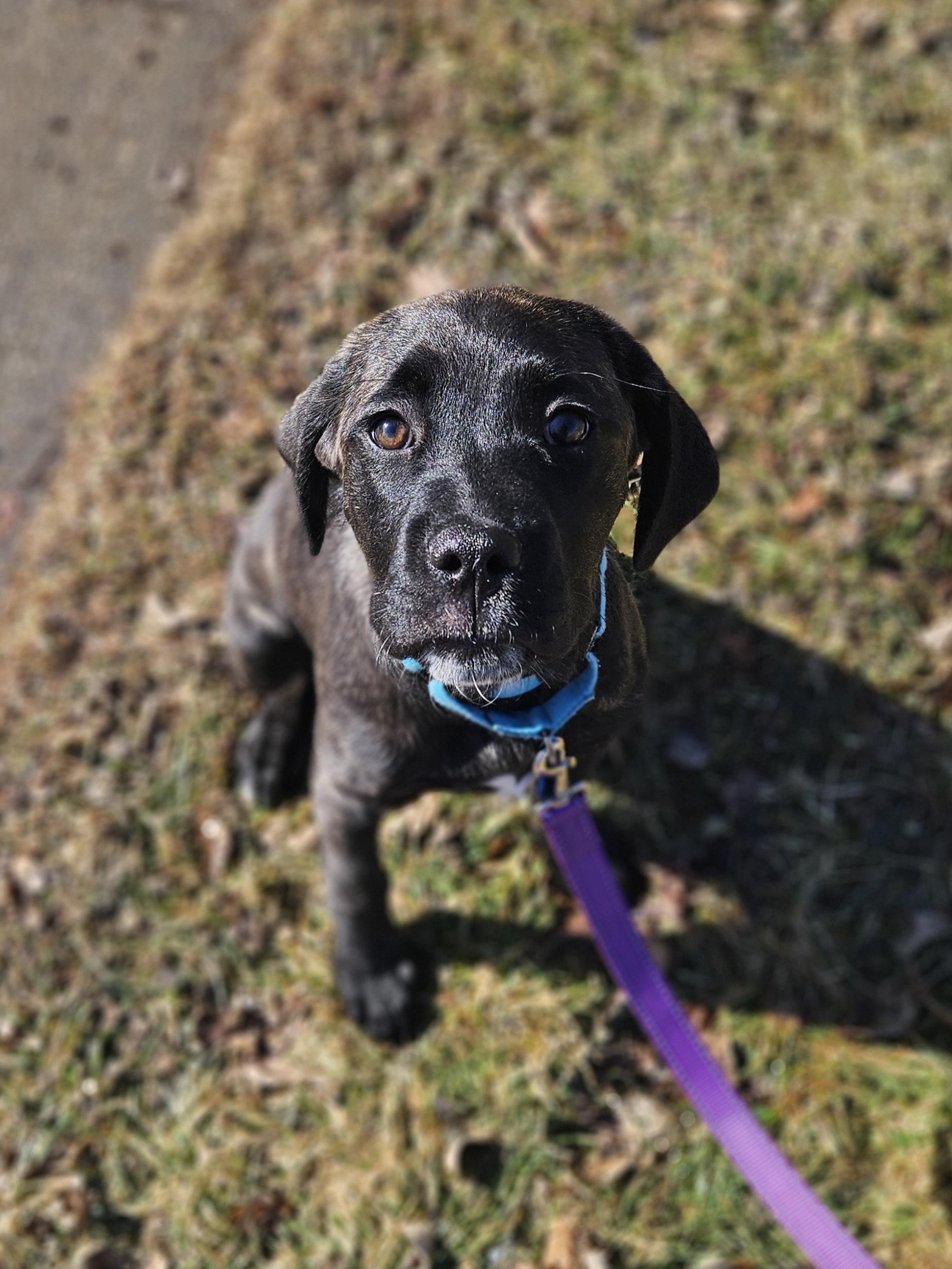 Enlarge SUNDAE   $425, a ADOPTABLE mixed breed in Milwaukee, WI image 4/6