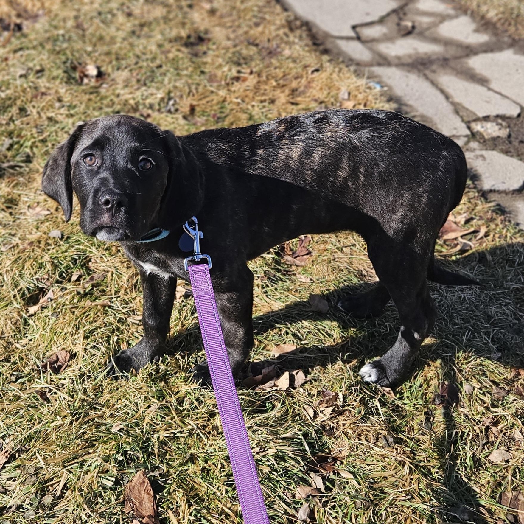 Enlarge SUNDAE   $425, a ADOPTABLE mixed breed in Milwaukee, WI image 2/6