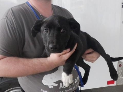 CLETUS, Adoptable, Puppy Female German Shepherd Dog & Mixed Breed.