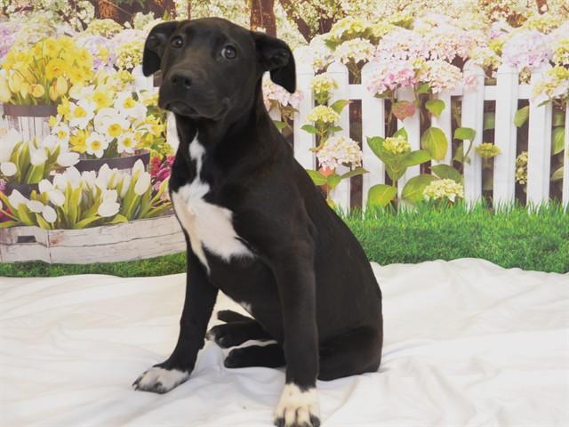 Enlarge BROOKIE, a Adoptable mixed breed in Oroville, CA image 1/1