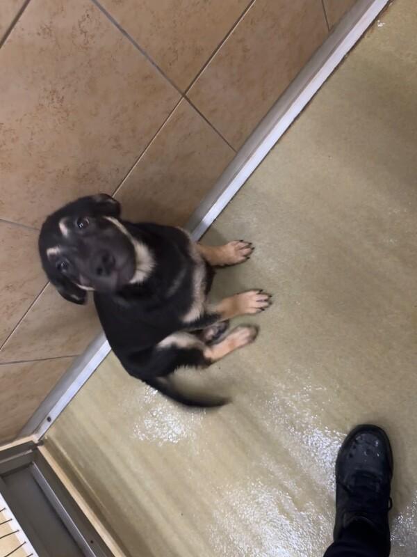 Shaxx, Adoptable, Young Male Mixed Breed.