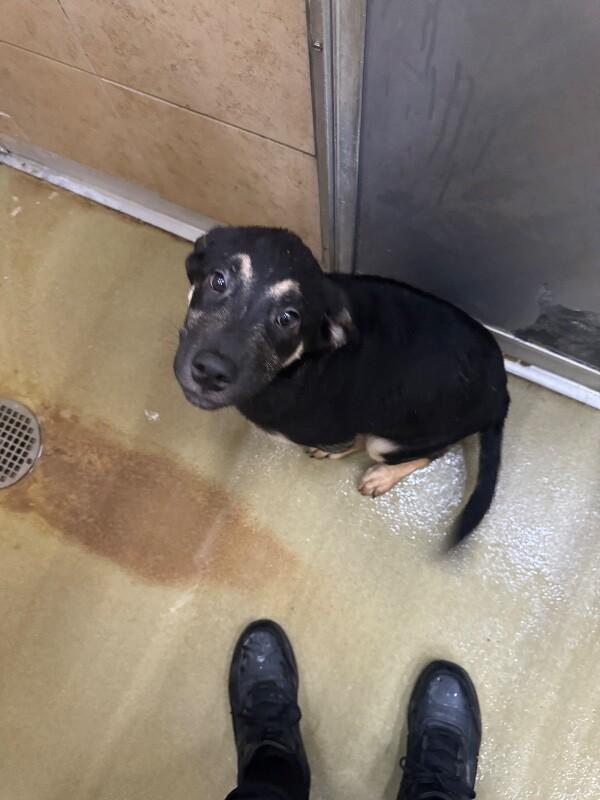 Enlarge Shaxx, a Adoptable Mixed Breed in Hobbs, NM image 2/6